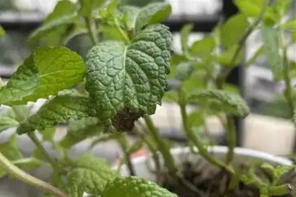 薄荷叶片变黑的原因，可能是土壤积水或通风不畅所致
