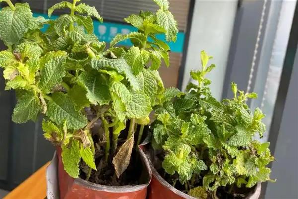 薄荷叶片变黑的原因，可能是土壤积水或通风不畅所致