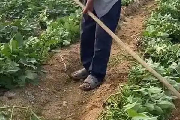 红薯如何种植，薯藤要往一个方向整理