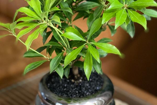 马醉木有没有毒，马醉木有毒
