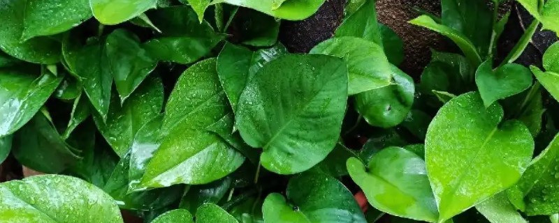 绿萝的形态特征，常攀援生长在岩石和树干上