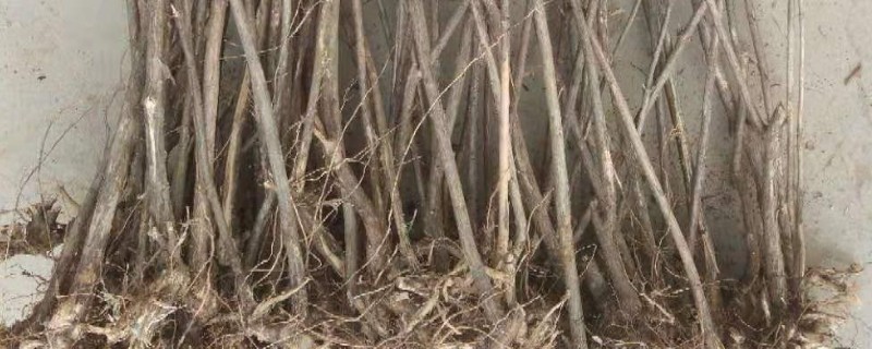 杈杷果苗的价格，各地区的售价有差异