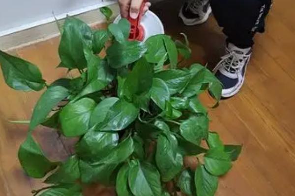 绿萝的形态特征，常攀援生长在岩石和树干上
