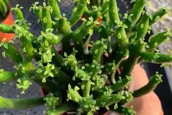 珊瑚棒怎么养殖，需让它稳定接受光照