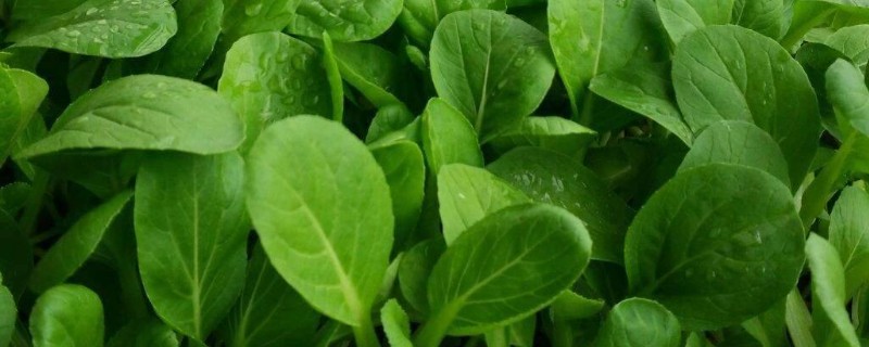 小白菜的生长过程，2-4天便会陆续发芽