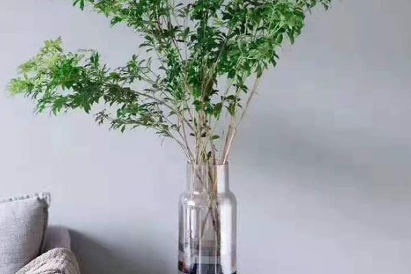 马醉木有没有毒，马醉木有毒