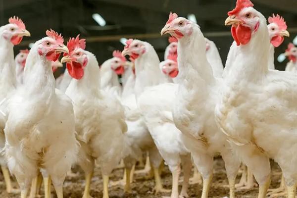 血鸡和肉鸡有什么区别，品种和羽毛颜色不同