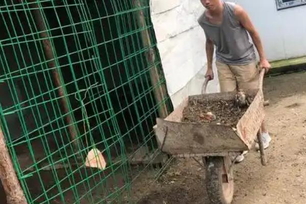 血鸡和肉鸡有什么区别，品种和羽毛颜色不同