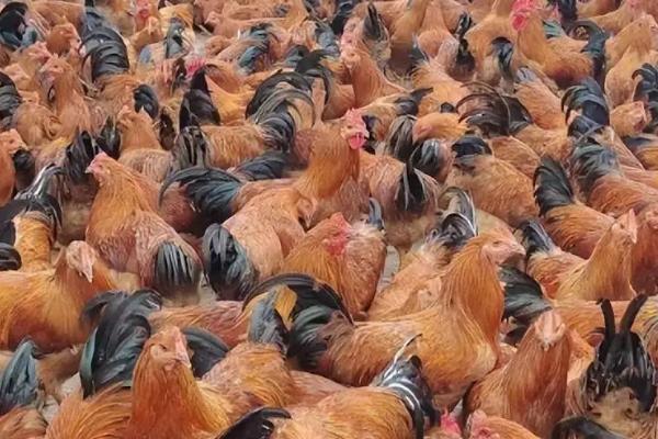 血鸡和肉鸡有什么区别，品种和羽毛颜色不同