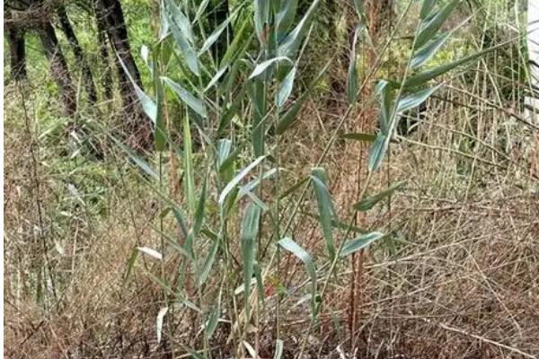 被子植物分布在哪里，各个气候带均有生长