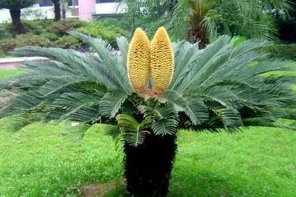 被子植物分布在哪里，各个气候带均有生长