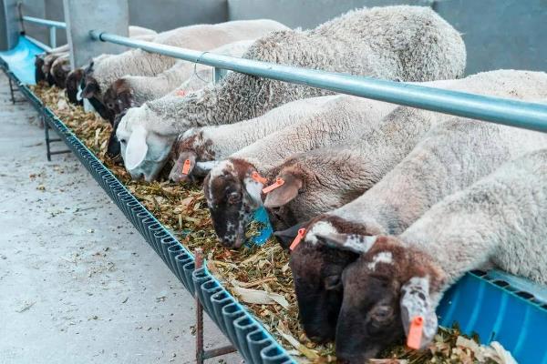 姜叶子能不能喂羊，粉碎后拌入精料中饲喂