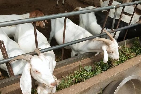 姜叶子能不能喂羊，粉碎后拌入精料中饲喂