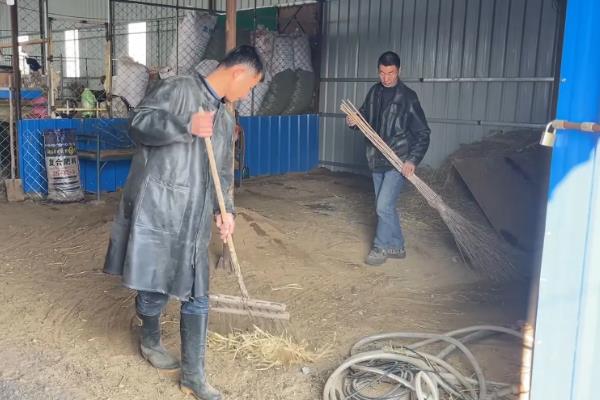 姜叶子能不能喂羊，粉碎后拌入精料中饲喂