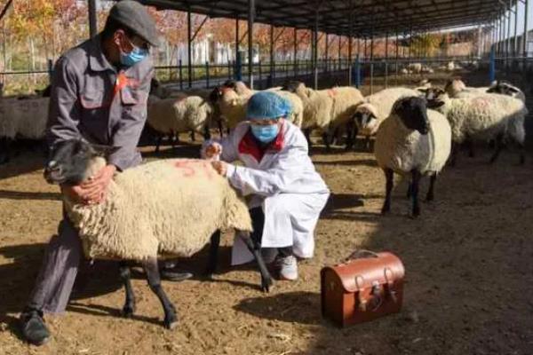 姜叶子能不能喂羊，粉碎后拌入精料中饲喂