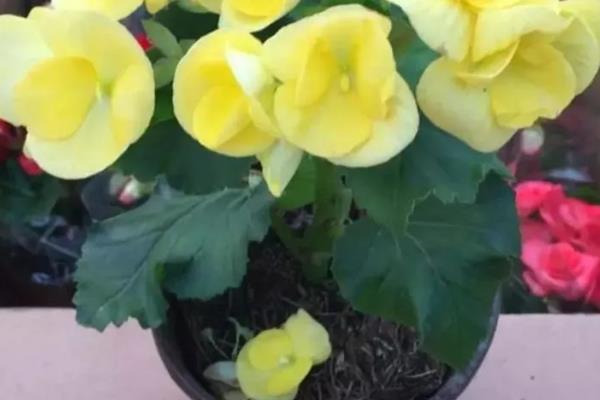 丽格海棠的养殖方法，幼苗期每隔半个月施一次氮肥