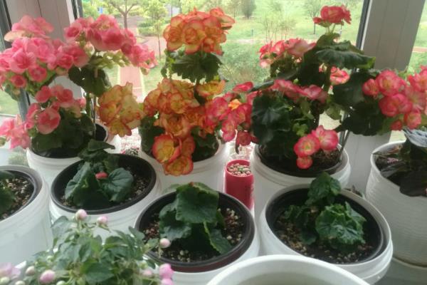 丽格海棠的养殖方法，幼苗期每隔半个月施一次氮肥