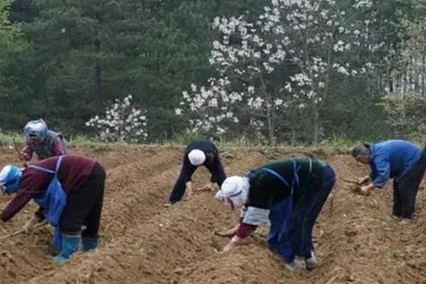 杜仲怎么栽培，条播行距为20-25厘米
