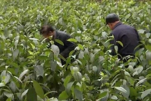 杜仲怎么栽培，条播行距为20-25厘米
