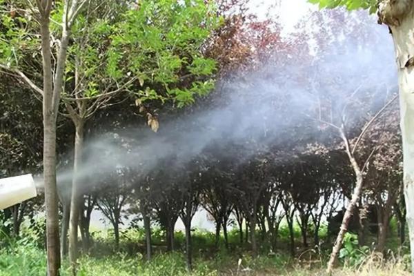 白玉兰的病虫害及防治方法，主要有炭疽病、根腐病等