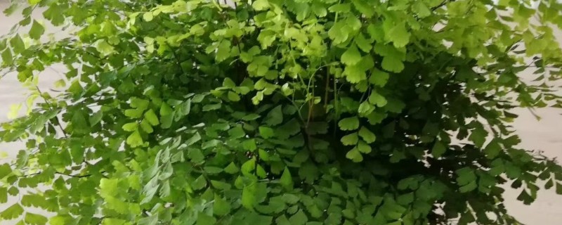 铁线蕨怎么养殖，生长旺期每隔一个月追肥一次