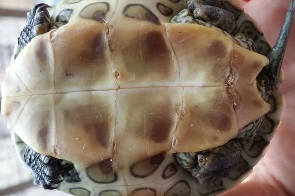 乌龟壳的颜色是不是越深越老，颜色越深代表它的年龄越大