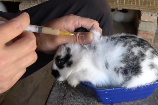 兔子免疫失败的原因，可能是疫苗变质所致