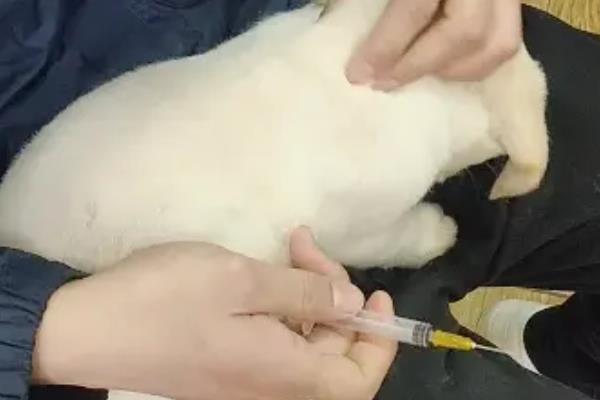 兔子免疫失败的原因，可能是疫苗变质所致