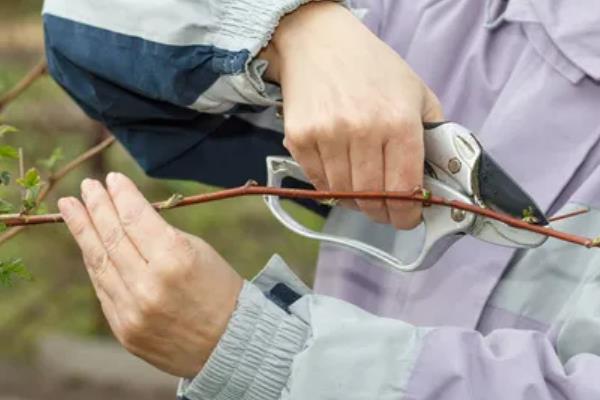 种植覆盆子如何管理，栽种后及时的进行补苗