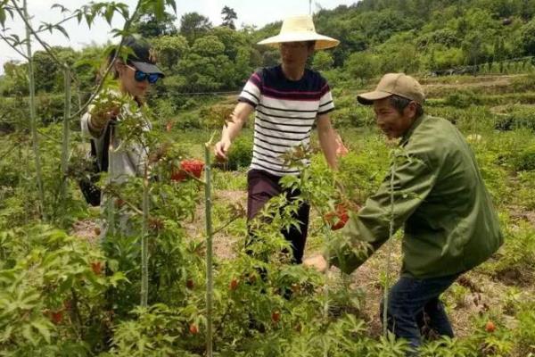 种植覆盆子如何管理，栽种后及时的进行补苗