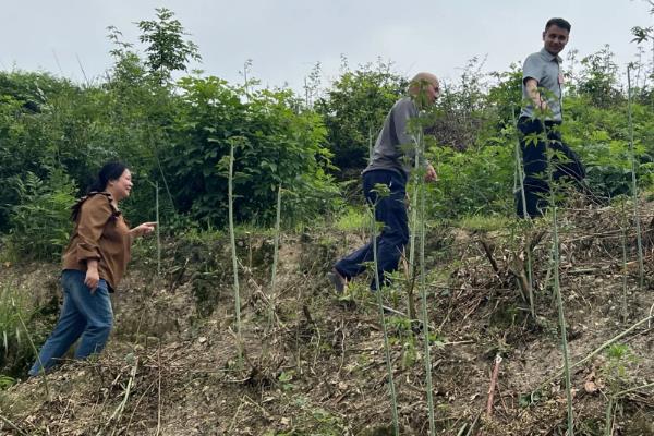 种植覆盆子如何管理，栽种后及时的进行补苗