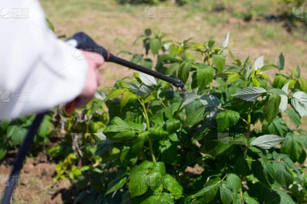 种植覆盆子如何管理，栽种后及时的进行补苗