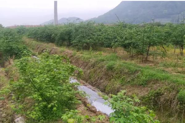 种植覆盆子如何管理，栽种后及时的进行补苗