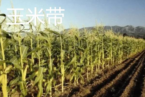 美国农业是如何分布的，小麦带主要分布在中央大平原的中部和北部