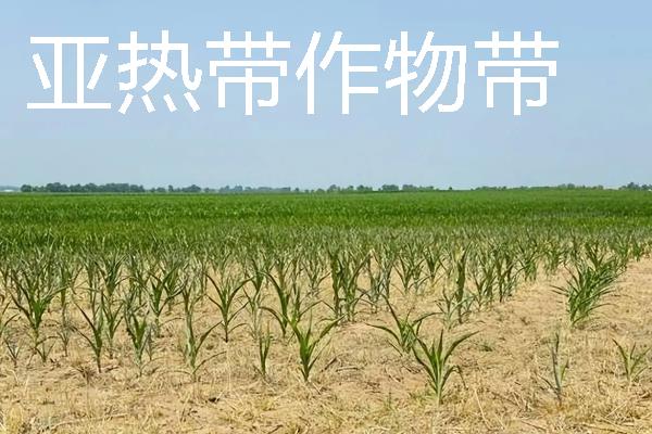 美国农业是如何分布的，小麦带主要分布在中央大平原的中部和北部