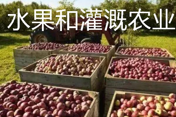 美国农业是如何分布的，小麦带主要分布在中央大平原的中部和北部