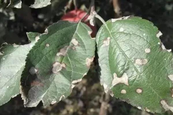 苹果果锈病的病原，幼果期用药及低温高湿的气候条件造成的
