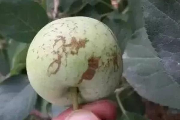 苹果果锈病的病原，幼果期用药及低温高湿的气候条件造成的