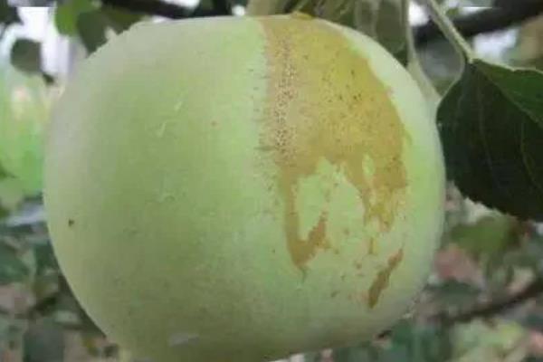 苹果果锈病的病原，幼果期用药及低温高湿的气候条件造成的