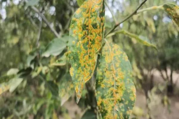 苹果果锈病的病原，幼果期用药及低温高湿的气候条件造成的