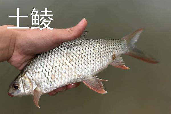 鲮鱼可以长多大，土鲮最大可达5千克