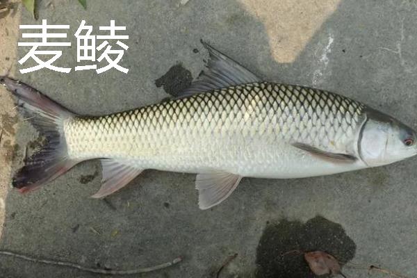 鲮鱼可以长多大，土鲮最大可达5千克