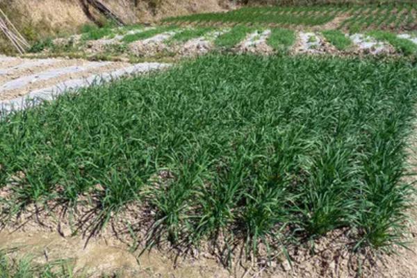 韭菜的种植要求，田间湿度需控制在65%左右