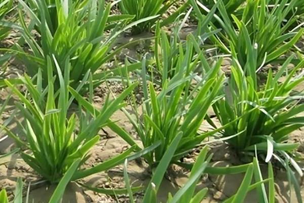 韭菜的种植要求，田间湿度需控制在65%左右