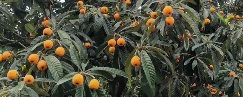 枇杷树太高如何修剪，可修剪掉徒长枝