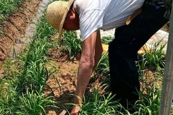 韭菜的种植要求，田间湿度需控制在65%左右