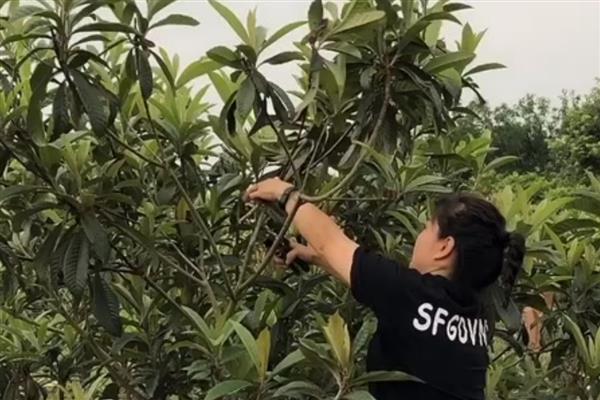 枇杷树太高如何修剪，可修剪掉徒长枝