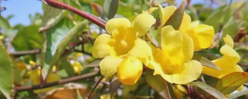 香水茉莉一年开花几次，一年开3次花