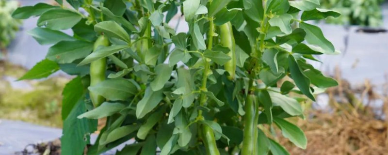 蚕豆高产栽培技术，选择耐肥且抗倒伏的品种