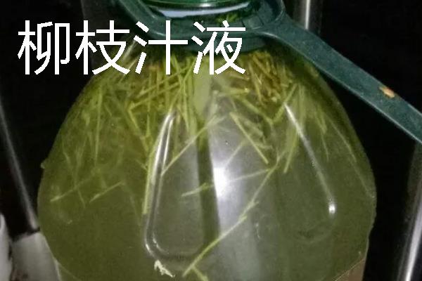 观音竹水培发黄怎么处理，可补充阳光并及时换水等
